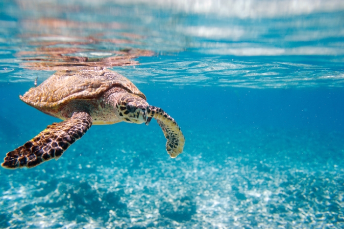 Constance Lemuria Seychelles Mare